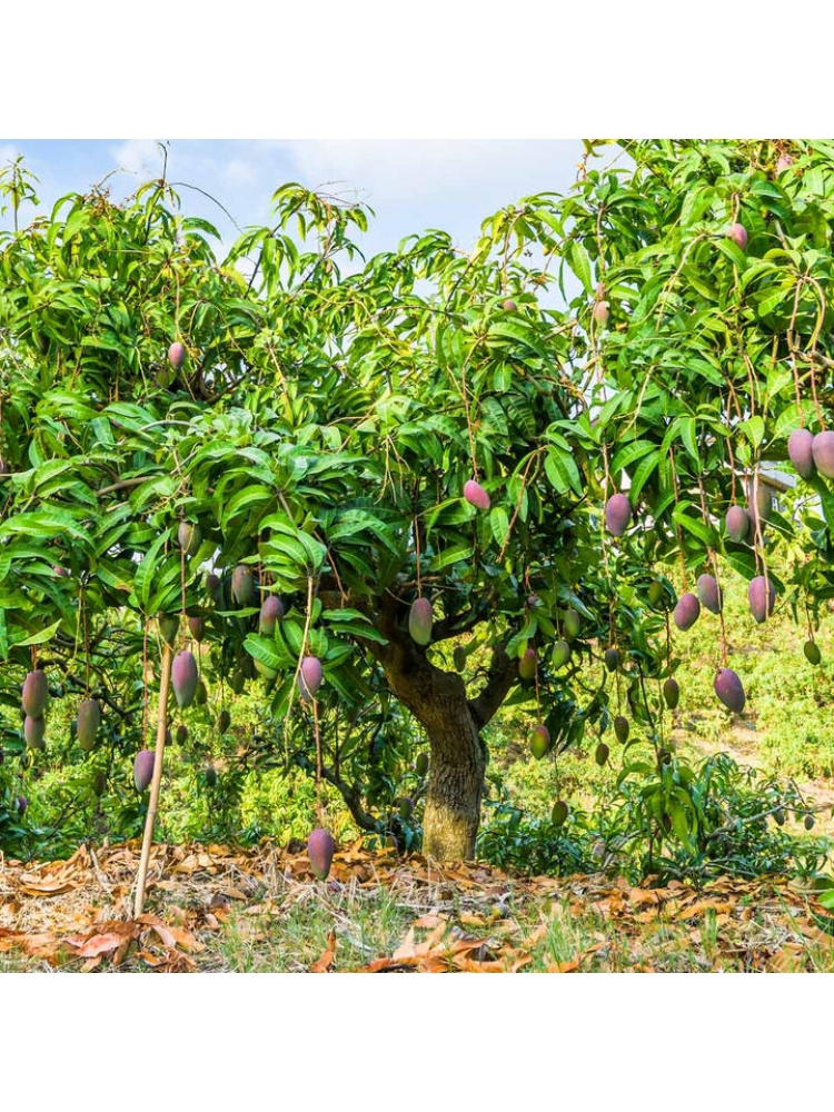 VILAD (Mangifera indica)